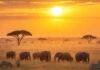 Unforgettable Wildlife Encounters: How to Safely Experience Nature’s Wonders Savanna Sunrise Elephants Zebras