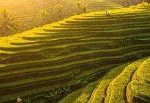 The Ultimate Bali Travel Guide: Where to Stay, What to Do, and What to Eat Sunrise over Tegalalang Rice Terraces, Bali