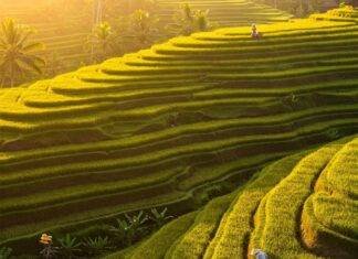The Ultimate Bali Travel Guide: Where to Stay, What to Do, and What to Eat Sunrise over Tegalalang Rice Terraces, Bali