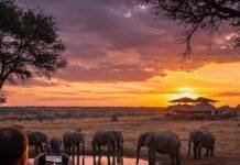 Eco-Friendly Wildlife Travel: Plan a Sustainable Adventure Elephants at Sunset