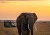 Top 5 Life-Changing Wildlife Encounters You Won’t Want to Miss African elephant savanna sunset safari.