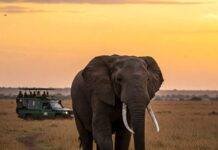 Top 5 Life-Changing Wildlife Encounters You Won’t Want to Miss African elephant savanna sunset safari.