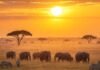 Unforgettable Wildlife Encounters: How to Safely Experience Nature’s Wonders Savanna Sunrise Elephants Zebras