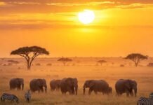 Unforgettable Wildlife Encounters: How to Safely Experience Nature’s Wonders Savanna Sunrise Elephants Zebras