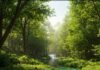 Why Forest Retreats Are the Perfect Cure for Stress and Burnout Lush forest stream: clarity & renewal.