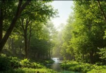 Why Forest Retreats Are the Perfect Cure for Stress and Burnout Lush forest stream: clarity & renewal.