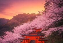 The Best Time to Visit Kyoto: Seasonal Wonders You Can’t Miss Fushimi Inari Spring
