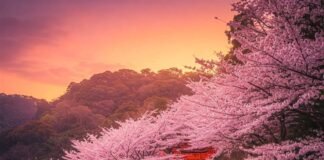 The Best Time to Visit Kyoto: Seasonal Wonders You Can’t Miss Fushimi Inari Spring