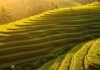The Ultimate Bali Travel Guide: Where to Stay, What to Do, and What to Eat Sunrise over Tegalalang Rice Terraces, Bali