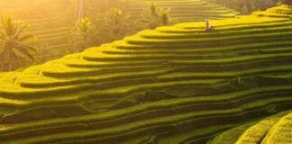 The Ultimate Bali Travel Guide: Where to Stay, What to Do, and What to Eat Sunrise over Tegalalang Rice Terraces, Bali