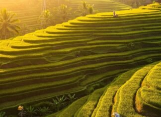 The Ultimate Bali Travel Guide: Where to Stay, What to Do, and What to Eat Sunrise over Tegalalang Rice Terraces, Bali