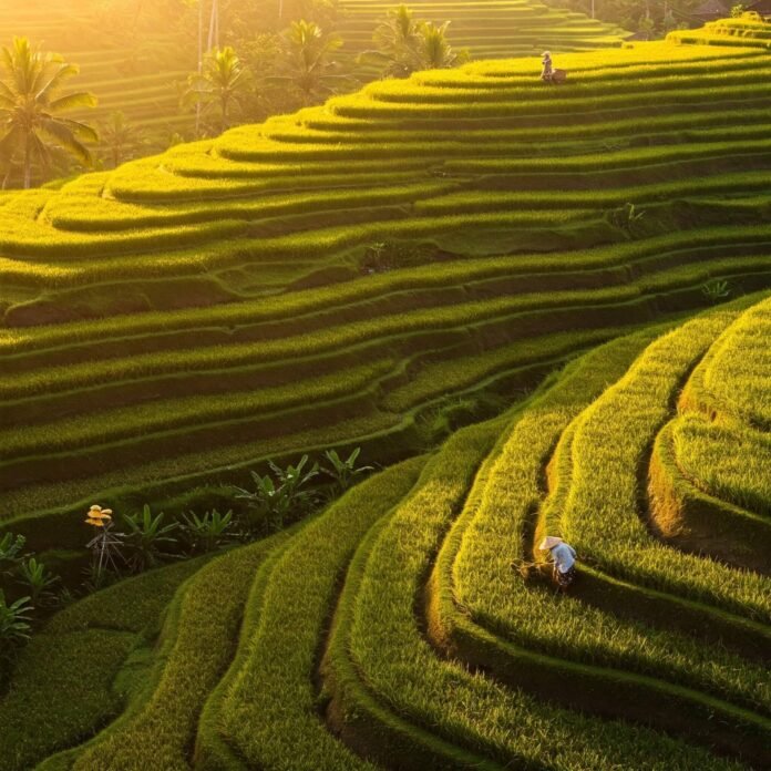 Sunrise over Tegalalang Rice Terraces, Bali Sunrise over Tegalalang Rice Terraces, Bali