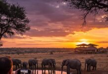 Eco-Friendly Wildlife Travel: Plan a Sustainable Adventure Elephants at Sunset