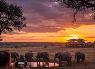 Eco-Friendly Wildlife Travel: Plan a Sustainable Adventure Elephants at Sunset
