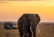 Top 5 Life-Changing Wildlife Encounters You Won’t Want to Miss African elephant savanna sunset safari.